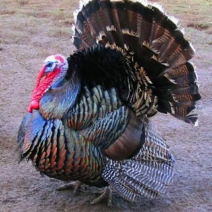 فیل مرغ برونز سینه‌پهن (Broad Breasted Bronze Turkey)