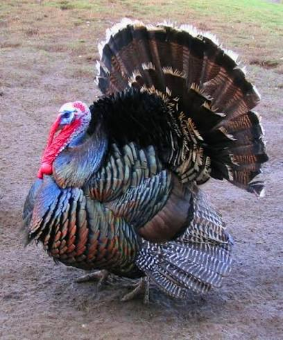 فیل مرغ برونز سینهپهن (Broad Breasted Bronze Turkey)