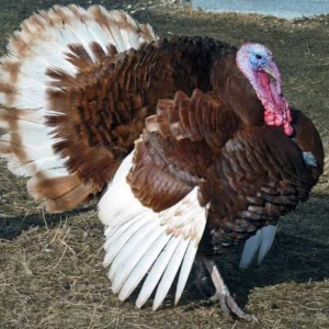 فیل مرغ بوربن سرخ (Bourbon Red Turkey)