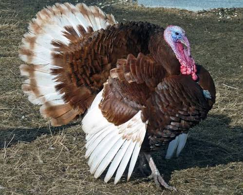 فیل مرغ بوربن سرخ (Bourbon Red Turkey)