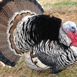 فیل مرغ نارگنست (Narragansett Turkey)