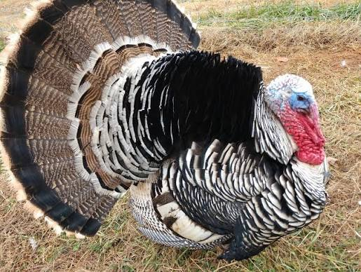 فیل مرغ نارگنست (Narragansett Turkey)
