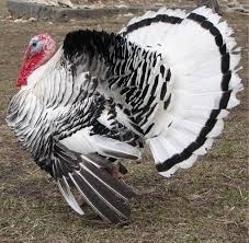 فیل مرغ رویال پام (Royal Palm Turkey)