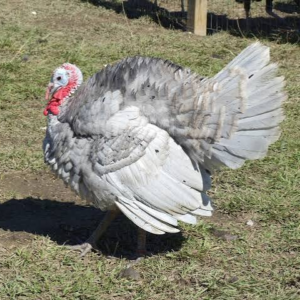 فیل مرغ اسلیت (Slate Turkey)