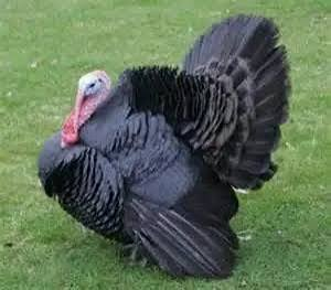 فیل مرغ اسپانیایی سیاه (Black Spanish Turkey)