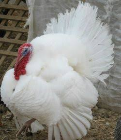 فیل مرغ بلتسویل کوچک سفید (Beltsville Small White Turkey)