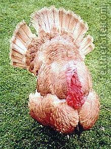 فیل مرغ جرسی بوف (Jersey Buff Turkey)