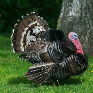 فیل مرغ برونز معیاری (Standard Bronze Turkey)