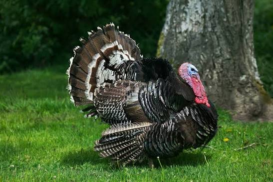 فیل مرغ برونز معیاری (Standard Bronze Turkey)