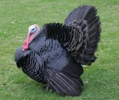 فیل مرغ نورفولک سیاه (Norfolk Black Turkey)
