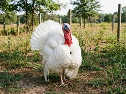 فیل مرغ سفید بریتانیایی (British White Turkey)