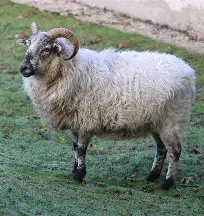 گوسفند بورری