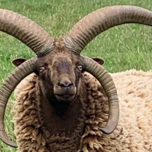 گوسفند منکس لوختان