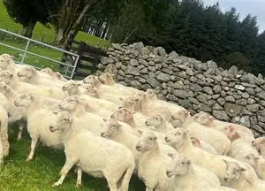 گوسفند گلهٔ کوهستانی ولش
