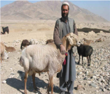 گوسفند غزنی
