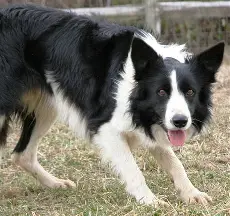سگ گله ولزی
