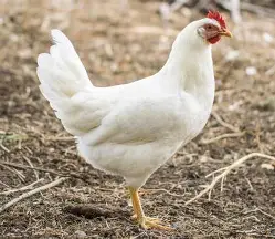 مرغ لگهورن