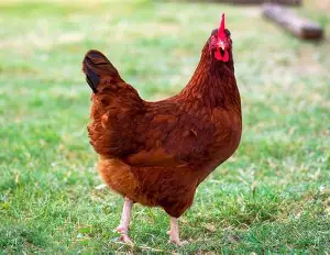 مرغ رود آیلند رد