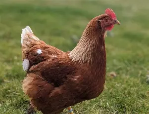 مرغ ایسا براون