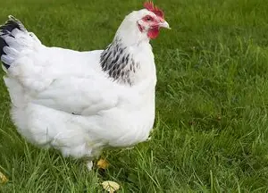 مرغ ساسکس