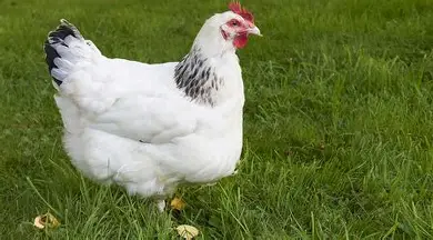 مرغ ساسکس