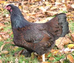 مرغ کورنیش
