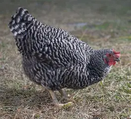 مرغ پلیموث راک
