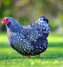 مرغ وایندوت