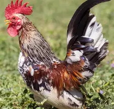 مرغ بانتام