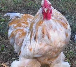 مرغ کوچین