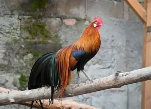 مرغ فینیکس