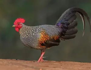 مرغ جنگلی خاکستری