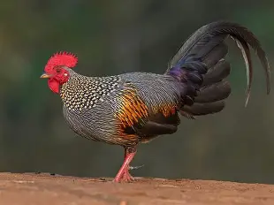 مرغ جنگلی خاکستری