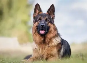 سگ ژرمن شپرد