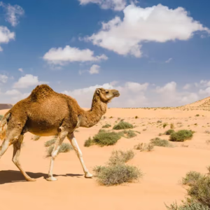 شتر افغان عربی