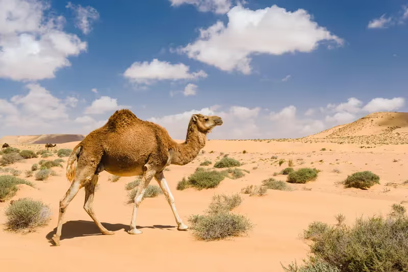 شتر افغان عربی