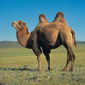 شتر دوکوهانه