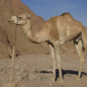 شتر یک‌کوهانه عفار