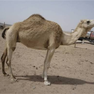 شتر آروانا