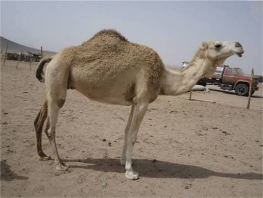 شتر آروانا
