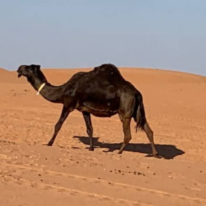 شتر مجاهیم