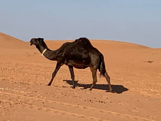شتر مجاهیم
