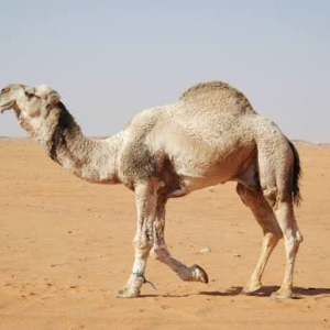 شتر وضاح