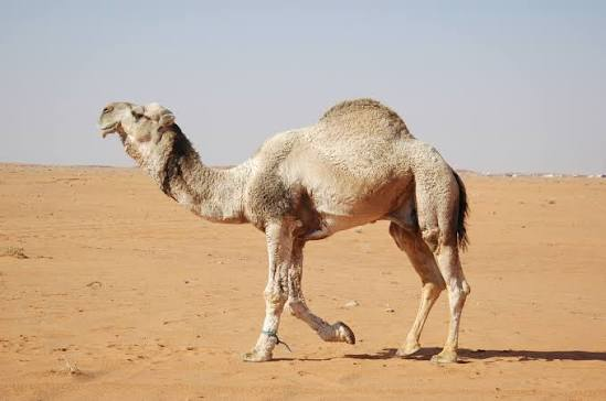 شتر وضاح