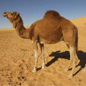 شتر شلاوی