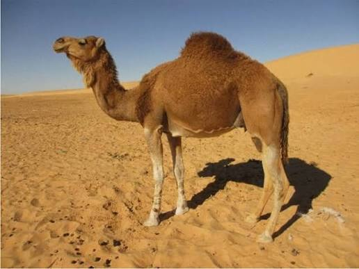شتر شلاوی