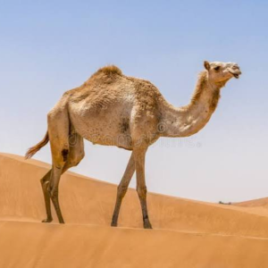 شتر عوادی