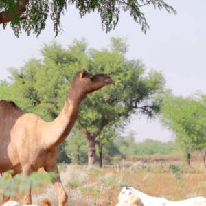 شتر میواری