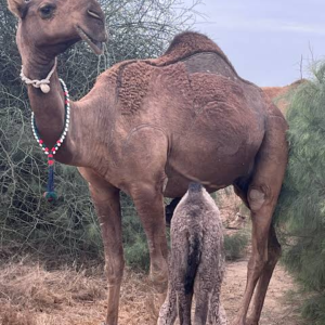 شتر بریلا