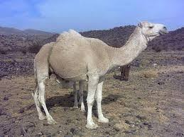 شتر کوهی